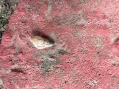 Drymaeus semistriatus