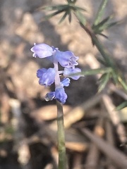 Muscari parviflorum