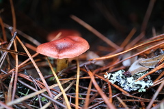 Cortinarius smithii