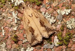 Endothenia quadrimaculana
