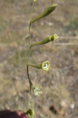 Silene legionensis