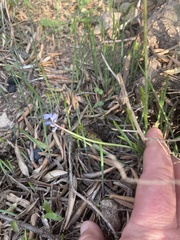 Muscari parviflorum