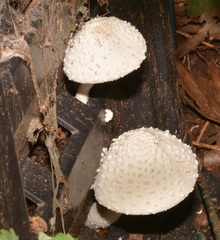 Leucocoprinus cretaceus