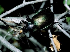 Calosoma sycophanta