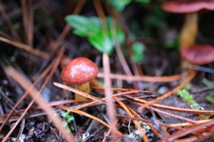 Cortinarius smithii