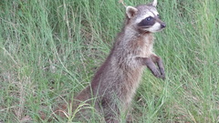 Procyon pygmaeus