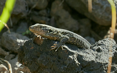 Gallotia galloti