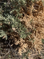 Atriplex polycarpa