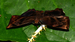 Achlyodes busirus
