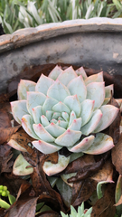 Echeveria colorata