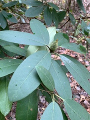 Rhododendron catawbiense