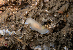 Doriopsilla spaldingi