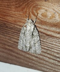 Acronicta retardata
