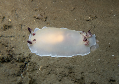 Dendrodoris azineae