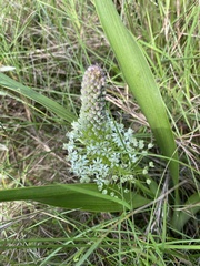 Schizocarphus nervosus