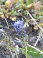 Veronica allionii