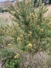 Ulex parviflorus parviflorus