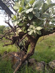 Brachylaena rotundata