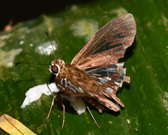 Phanus vitreus