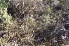 Aspalathus retroflexa retroflexa