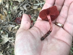 Cortinarius marylandensis