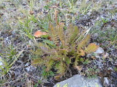 Pedicularis rostratospicata