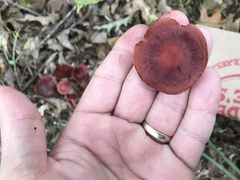 Cortinarius marylandensis