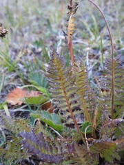 Pedicularis rostratospicata
