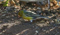 Serinus canaria