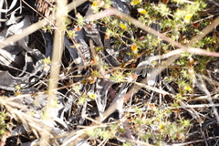 Aspalathus retroflexa retroflexa