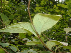 Lonicera hirsuta