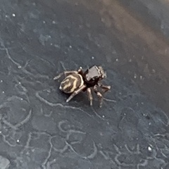 Chalcoscirtus diminutus