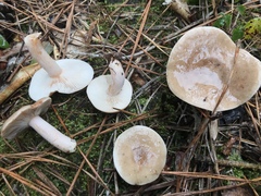 Lactarius argillaceifolius