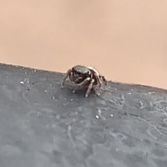 Chalcoscirtus diminutus