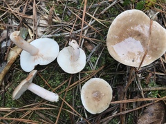 Lactarius argillaceifolius