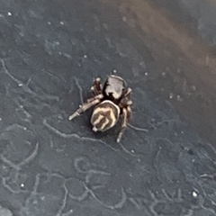 Chalcoscirtus diminutus