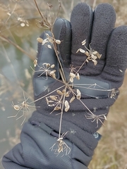 Tordylieae