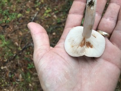 Lactarius argillaceifolius