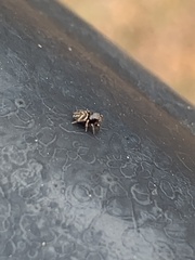 Chalcoscirtus diminutus