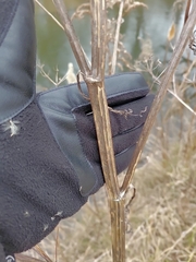 Tordylieae