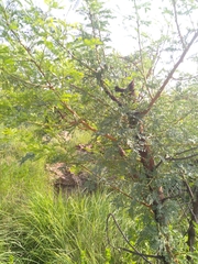 Vachellia robusta