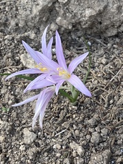 Colchicum stevenii