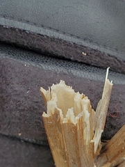 Tordylieae