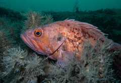 Sebastes auriculatus