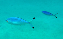 Caesio lunaris