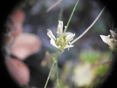 Saxifraga bryoides