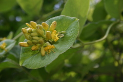 Lonicera hirsuta