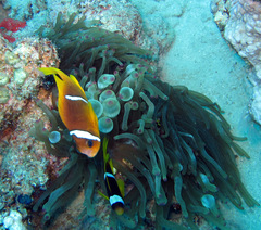 Amphiprion bicinctus