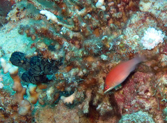 Pseudocheilinus evanidus