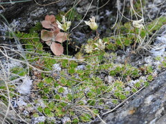 Saxifraga bryoides